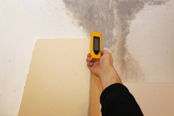 Best Black Mold Removal  in Pigeon, MI