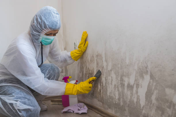 Best Forensic Mold Investigation  in Pigeon, MI