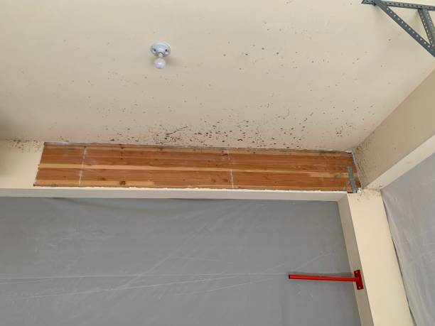 Best Water Damage & Mold Remediation  in Pigeon, MI