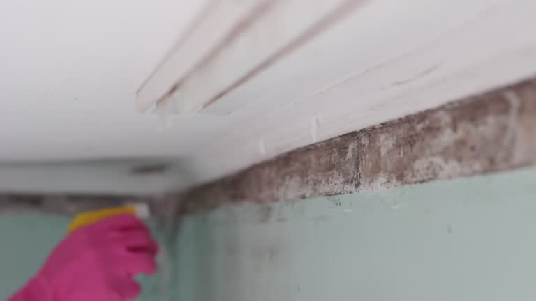 Best Basement Mold Removal  in Pigeon, MI